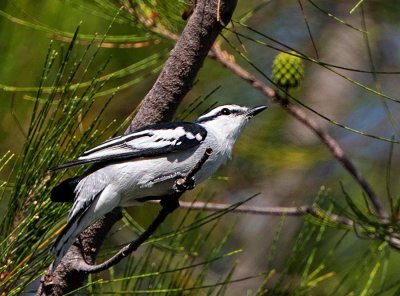 Pied Triller, male