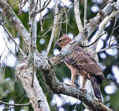 Wallace's Hawk-eagle, juvenile
