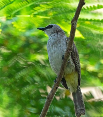 Yellow-vented Bulbyl