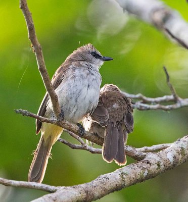 Yellow-vented Bulbyl