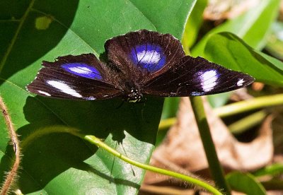 Great Eggfly, male, (Hypolimnas bolina)