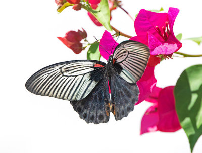 Great Mormon, (Papilio memnon) 