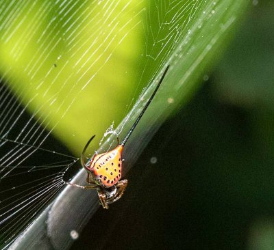 Curved Spiny Spider, (Gasteracantha arcuata)