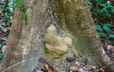 Small Termite nest in tree