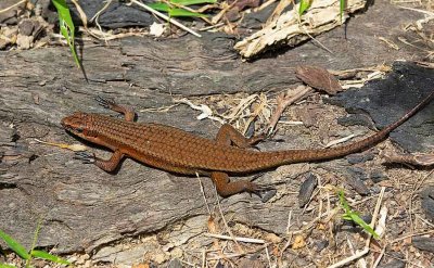 Common Sun Skink, (Eutropis multifasciata)