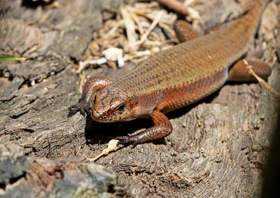 Common Sun Skink, (Eutropis multifasciata)