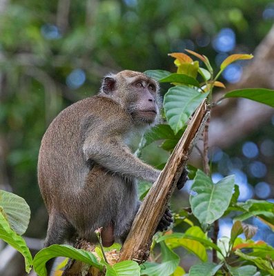 Long-tailed Macaque, male 