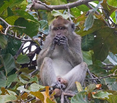 Long-tailed Macaque, male
