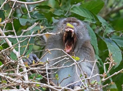Long-tailed Macaque, yawning male