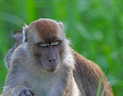 Long-tailed Macaque, nice makup
