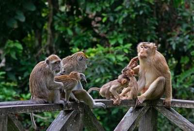 Long-tailed Macaque, big family