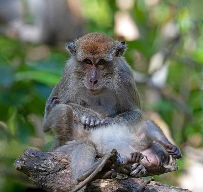 Long-tailed Macaque, mother and young