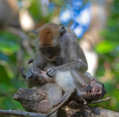 Long-tailed Macaque, mother and young