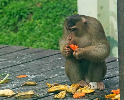 Southern Pig-tailed Macaque, hungry male