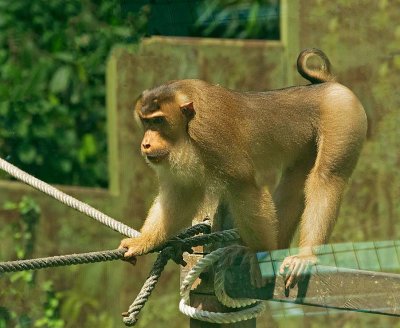 Southern Pig-tailed Macaque, male