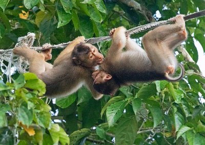 Southern Pig-tailed Macaque, playing youngsters