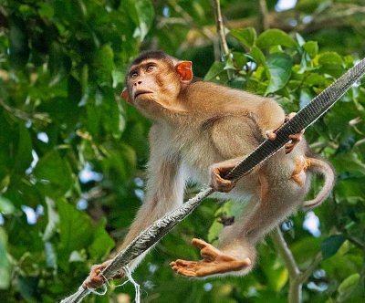 Southern Pig-tailed Macaque, good balance