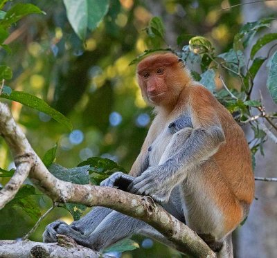 Proboscis Monkey, female