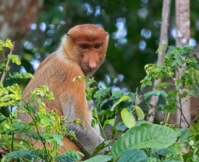 Proboscis Monkey, female