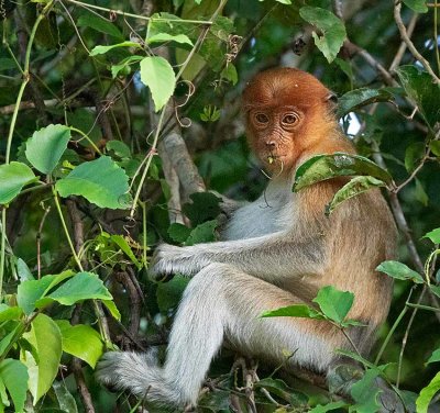Proboscis Monkey, young