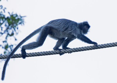 Silvered Leaf-monkey, good balance