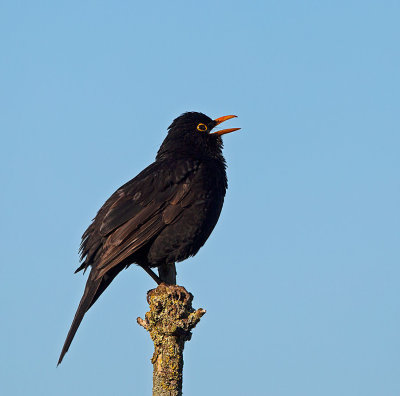 Eurasian Blackbird, singing male