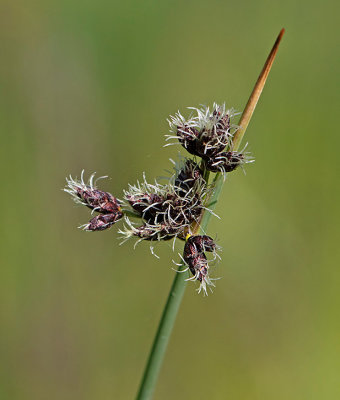 Säv, (Schoenoplectus lacustris)