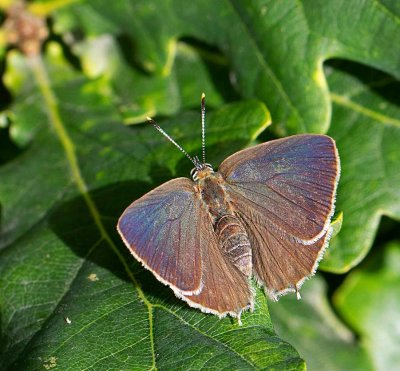 Eksnabbvinge, (Favonius quercus)