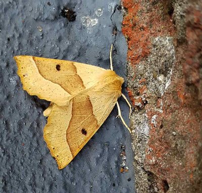 Rovmätare, (Crocallis elinguaria)