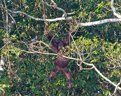 Bornean Orangutan, female. (Found in the wild)
