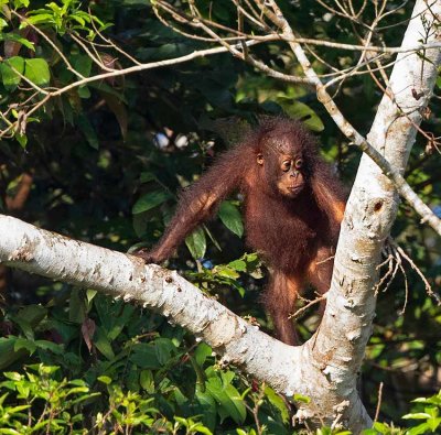 Bornean Orangutan, young, (Found in the wild)