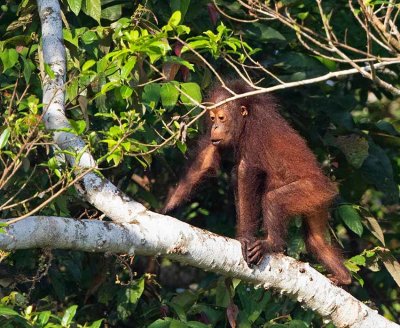 Bornean Orangutan, young, (Found in the wild)
