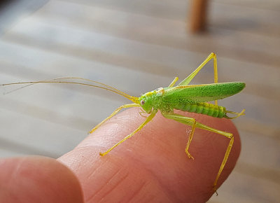 Ekvrtbitare, (Meconema thalassinum), male