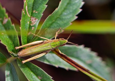 Sydngsgrshoppa, (Chorthippus dorsatus)