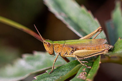 Sydngsgrshoppa, (Chorthippus dorsatus)