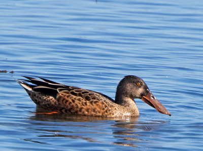 Northern Shoveler, male in eclipse