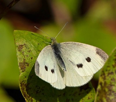 Rovfjäril, hona, (Pieris rapae)
