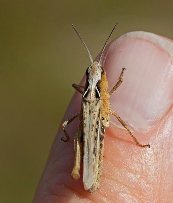 Backgräshoppa, (Chorthippus brunneus)