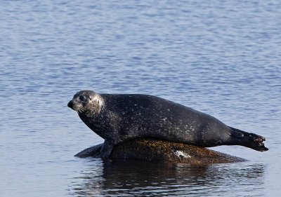 Common Seal, Knubbsl