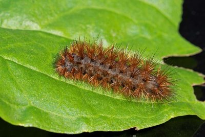 Rostvinge, (Phragmatobia fuliginosa)