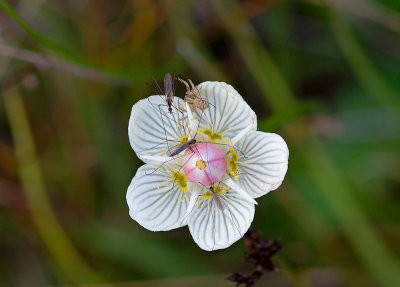 Sltterblomma, (Parnassia palustris)
