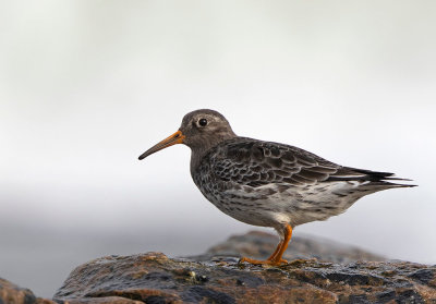 Purple Sandpiper