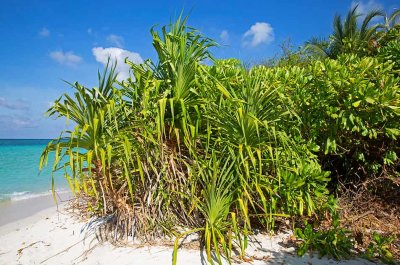 Tropical vegetation on Lankayan Island
