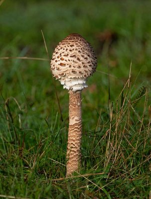 Stolt Fjällskivling, (Macrolepiota procera)