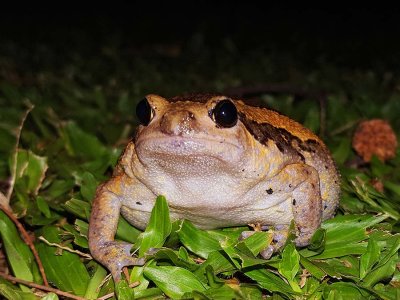 Banded Bullfrog, (Kaloula pulchra)