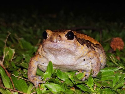 Frogs