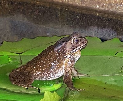 House Toad, (Duttaphrynus melanostictus)