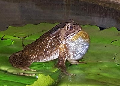 House Toad, (Duttaphrynus melanostictus), Calling