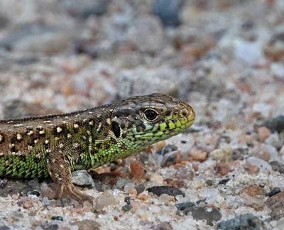 Sandödla, hane, (Lacerta agilis)