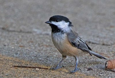 Black-capped Chickadee